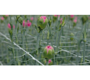 rede scrog