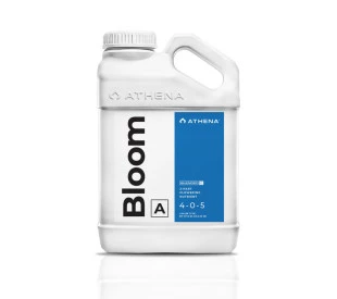 Bloom A 