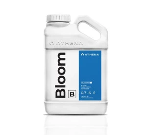 Athena Bloom B