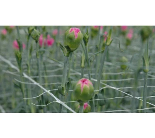 rede scrog