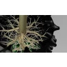 RootBuilder