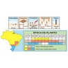 Sementes de Margarida Branca