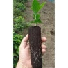 Calorina Soil