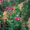 rede scrog